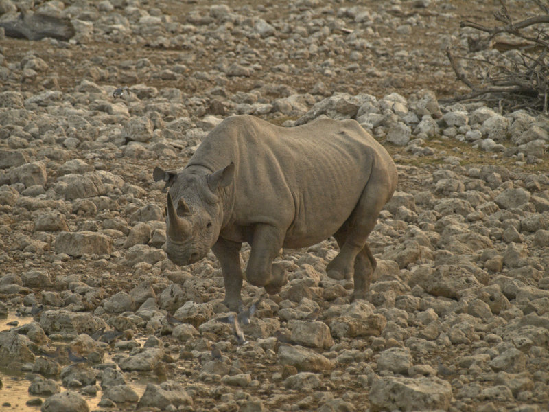 Okaukuejo, White Rhinoceros